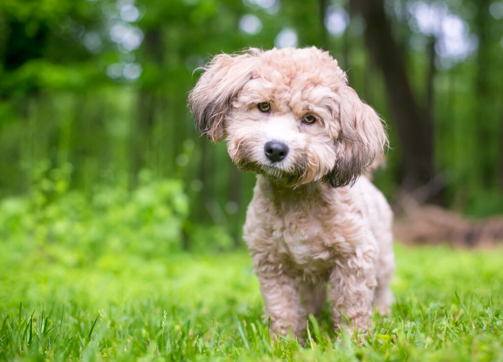 a small poodle mixed breed dog with a head tilt