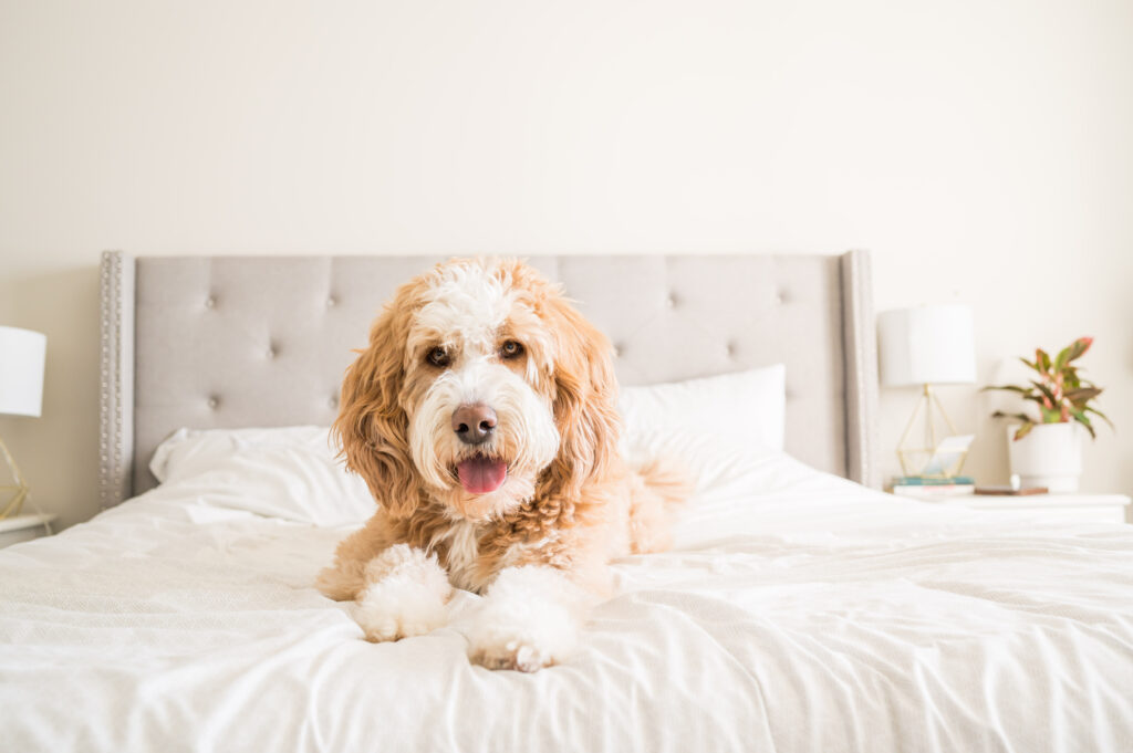 large fluffy dog laying on a white bed