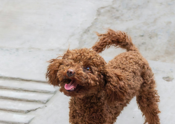 design uden navn (99)